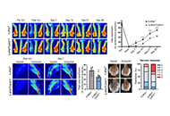 CUHK research discovers cytokines activate growth of blood vessels and helps treat ischemia-induced tissue damage