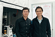 CUHK physicists discover new mechanism for spontaneous large-scale pattern formation in living matter