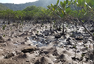 Marine ecologists reveal mangroves might be threatened by low functional diversity of invertebrates