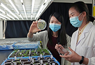 CUHK Researchers Unveil a Novel Competition Strategy that May Fuel Plant Cells for a Sustainable Development of Crops